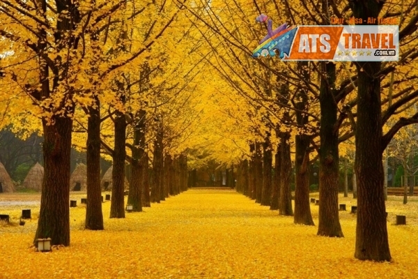 Thổn thức vẻ đẹp yêu kiều mùa thu ở đảo Nami - Hàn Quốc